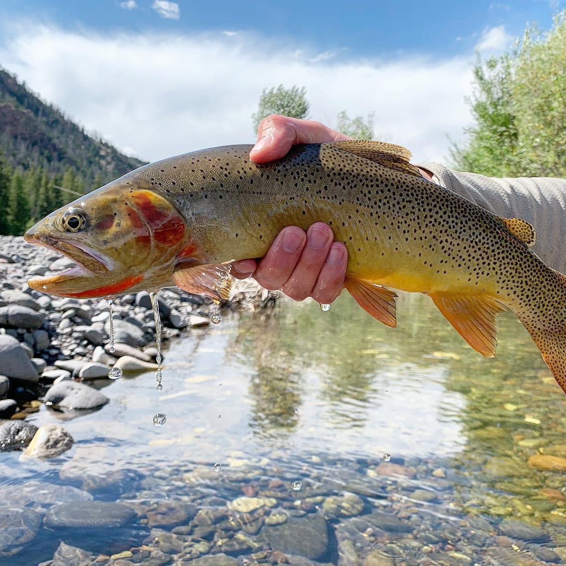 Feather Craft - Wyoming Hosted Travel: Wind River Range - Feather Craft Fly Fishing