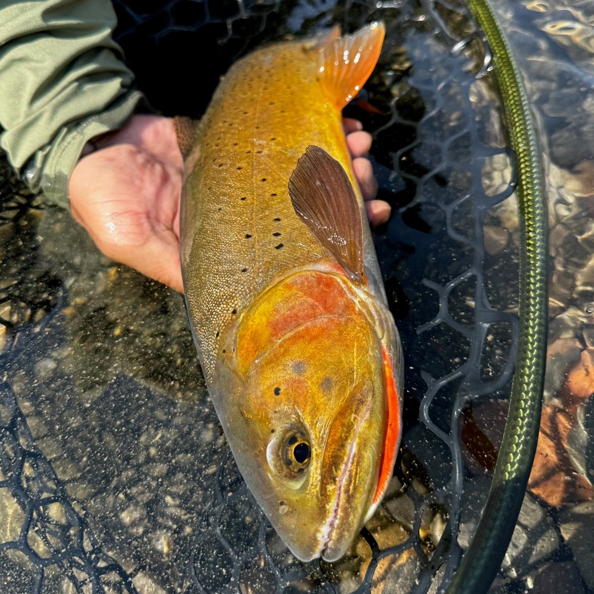 Feather Craft - Wyoming Hosted Travel: Wind River Range - Feather Craft Fly Fishing