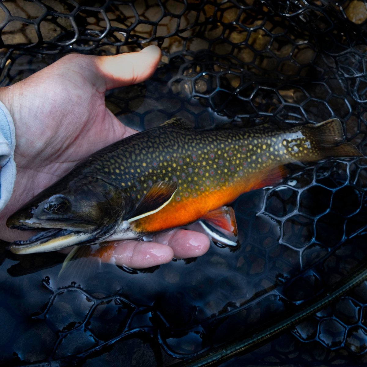 Feather Craft - Wyoming Hosted Travel: Wind River Range - Feather Craft Fly Fishing