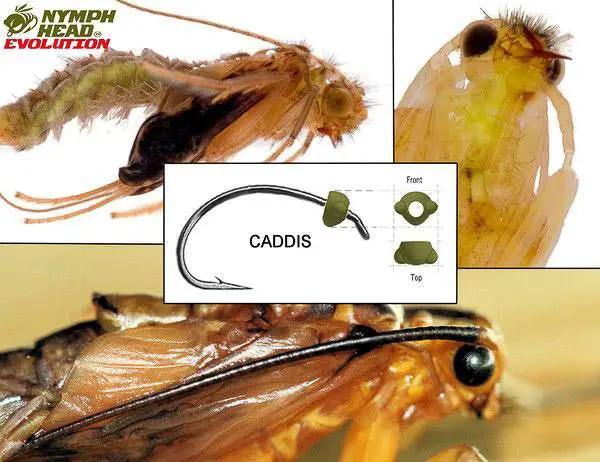 Nymph Head Evolution "Caddis" Tungsten Bead Heads by Flymen Fishing Company