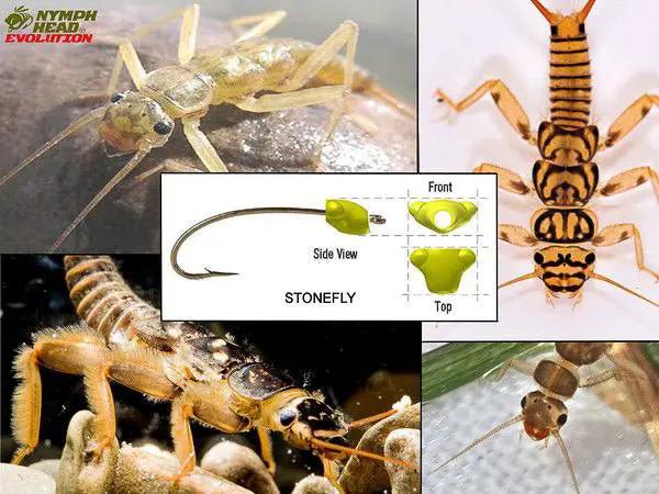 Nymph Head Evolution Stonefly" Tungsten Bead Heads by Flymen Fishing Company
