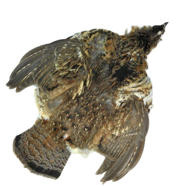 Ruffed Grouse Skin - Feather Craft Fly Fishing