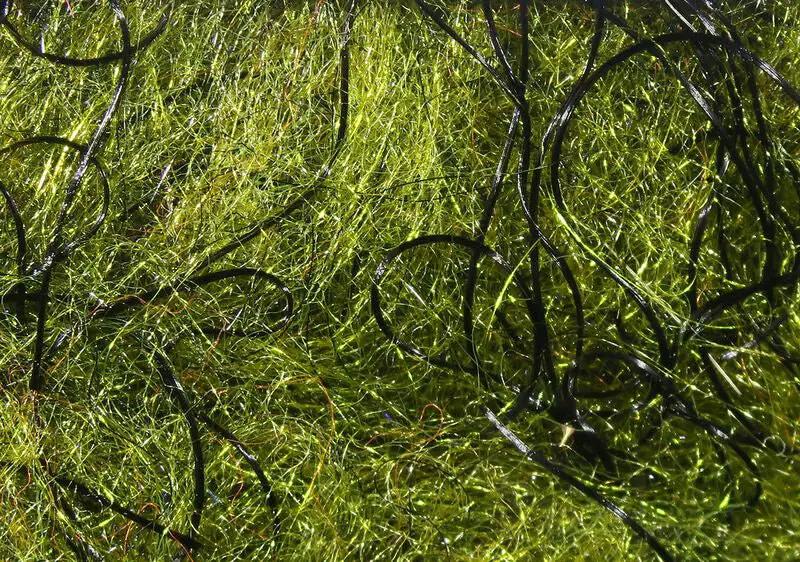 Cohen’s Carp Dub by Hareline Dubbin