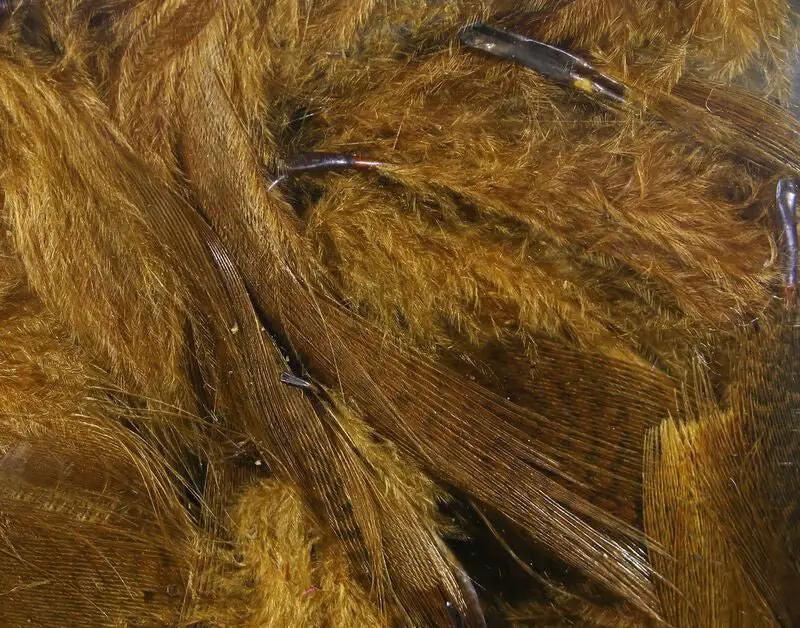 Dyed Mallard Flank by Hareline Dubbin