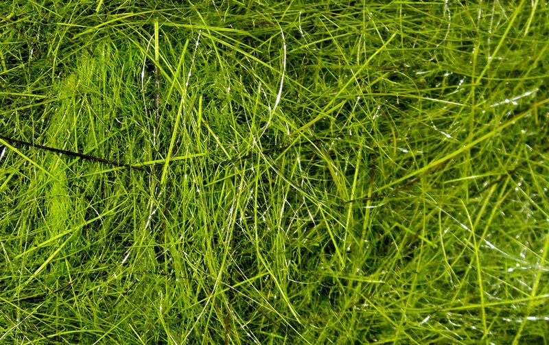 Hareline Dubbin - Hareline Hares Ear Plus Dubbing - Feather Craft Fly Fishing