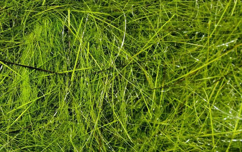 Hareline Hares Ear Plus Dubbing by Hareline Dubbin