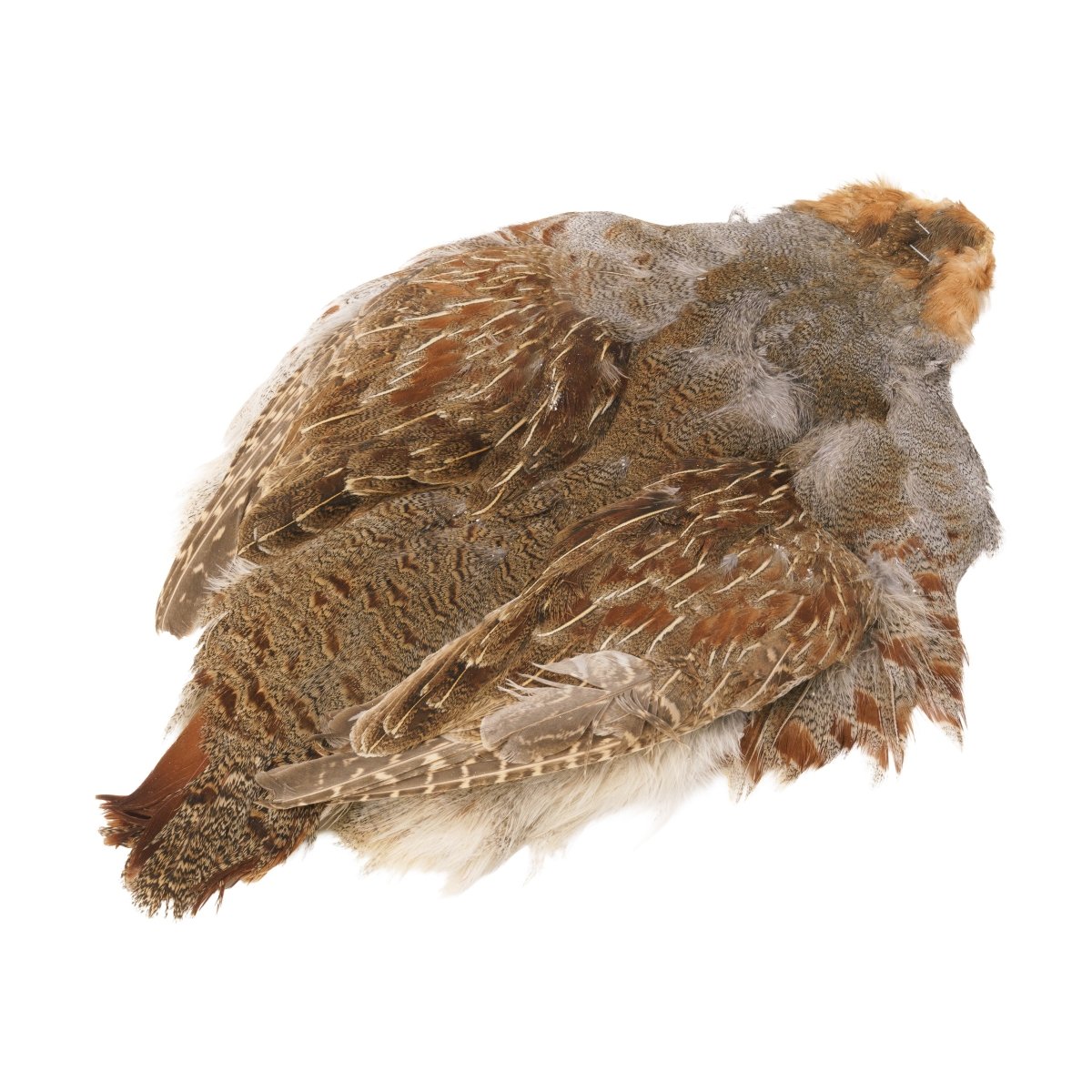 Hareline Dubbin - Hareline Pen-Raised #1 Hungarian Partridge Skin with Wings - Feather Craft Fly Fishing