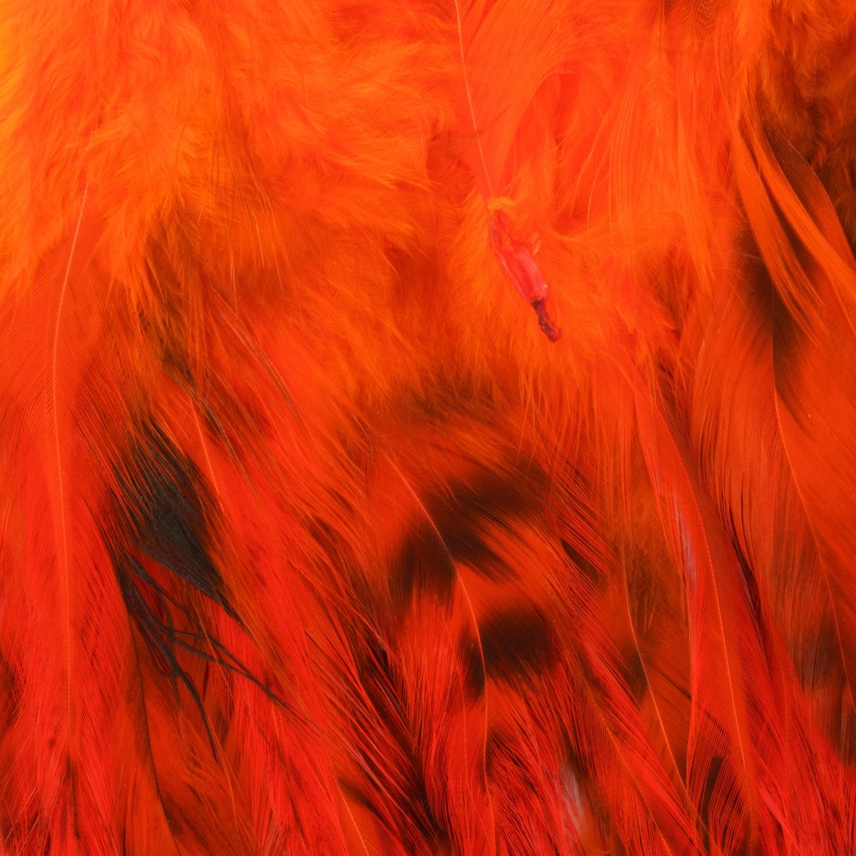 Hareline Dubbin - Hareline Strung 4"-6" Grizzly Variant Saddle Hackle - Feather Craft Fly Fishing