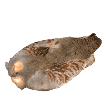 Hareline Dubbin - Pen Raised 1 Hungarian Partridge Skin With Wings - Feather Craft Fly Fishing