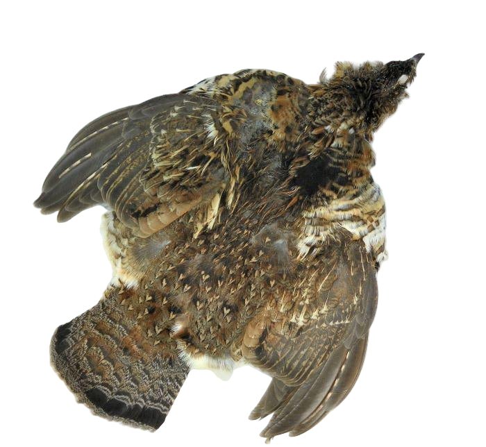 Hareline Dubbin - Ruffed Grouse Skin - Feather Craft Fly Fishing