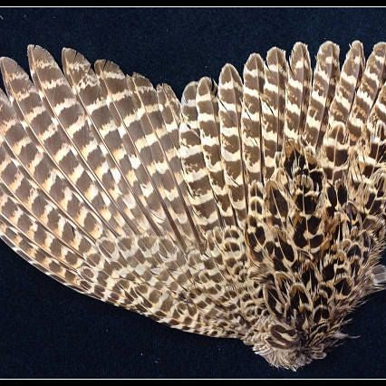 Hen Ringneck Pheasant Wings - Feather Craft Fly Fishing