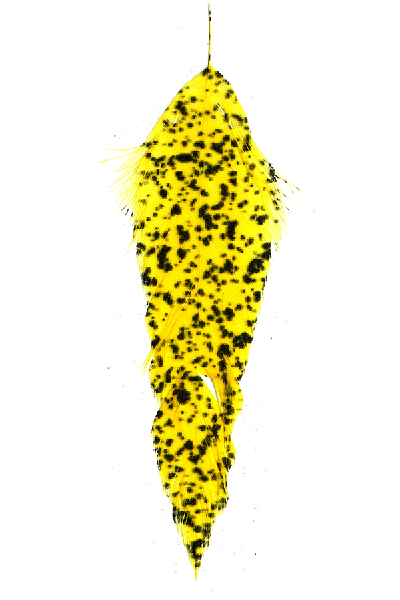 MFC - MFC Mottled Schlappen - Feather Craft Fly Fishing