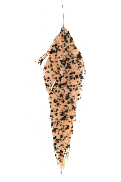 MFC - MFC Mottled Schlappen - Feather Craft Fly Fishing