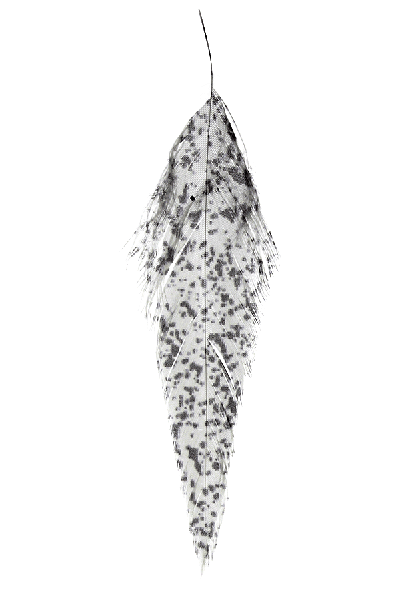 MFC - MFC Mottled Schlappen - Feather Craft Fly Fishing