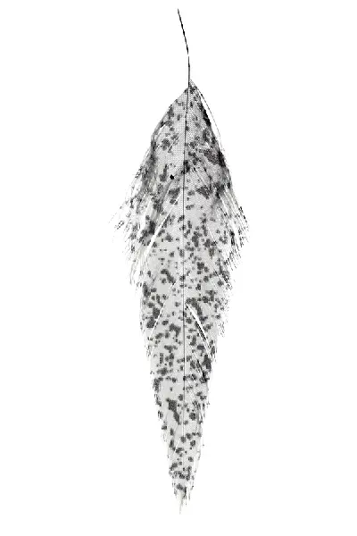 MFC - MFC Mottled Schlappen - Feather Craft Fly Fishing