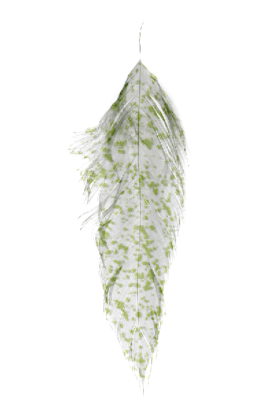 MFC - MFC Mottled Schlappen - Feather Craft Fly Fishing