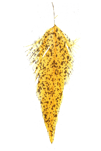 MFC - MFC Mottled Schlappen - Feather Craft Fly Fishing
