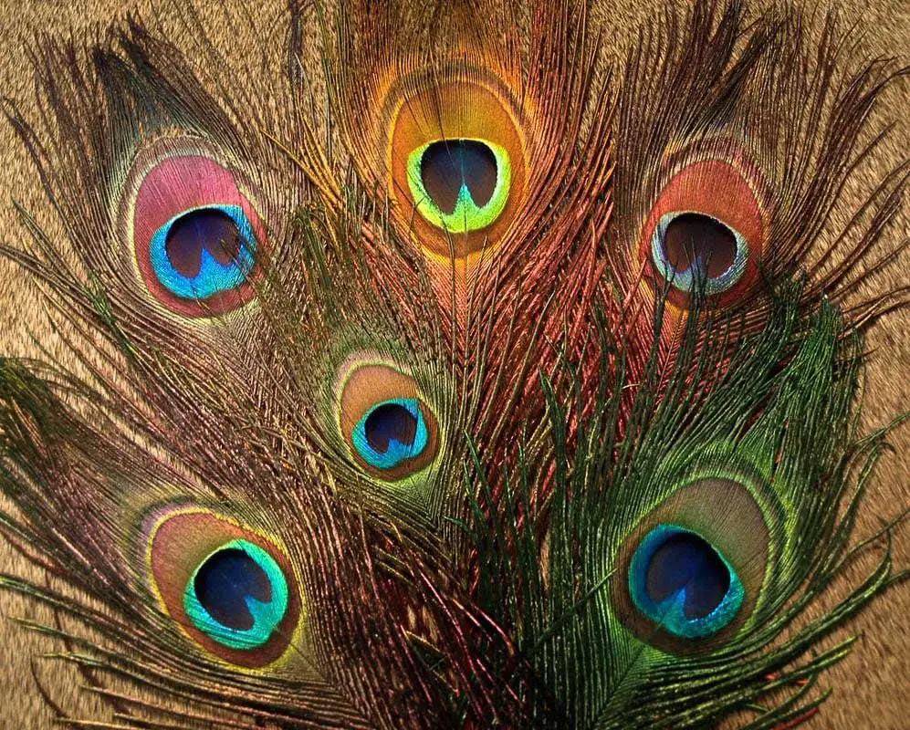 Natures Spirit - Bleached & Dyed Peacock Sticks - Feather Craft Fly Fishing