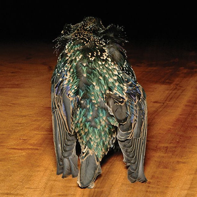 Feather-Craft Premium Starling Skin - Feather Craft Fly Fishing