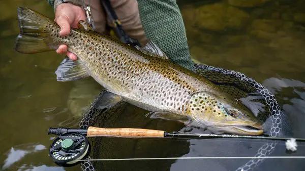 Temple Fork Outfitters - TFO Dispatch Large - Arbor Fly Reels - Feather Craft Fly Fishing