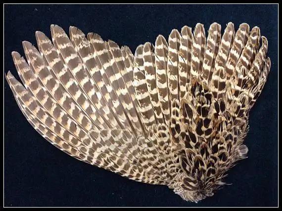 Hen Ringneck Pheasant Wings by Veniard