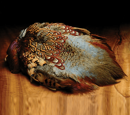 Wapsi - Cock Ringneck Pheasant Skins - Feather Craft Fly Fishing