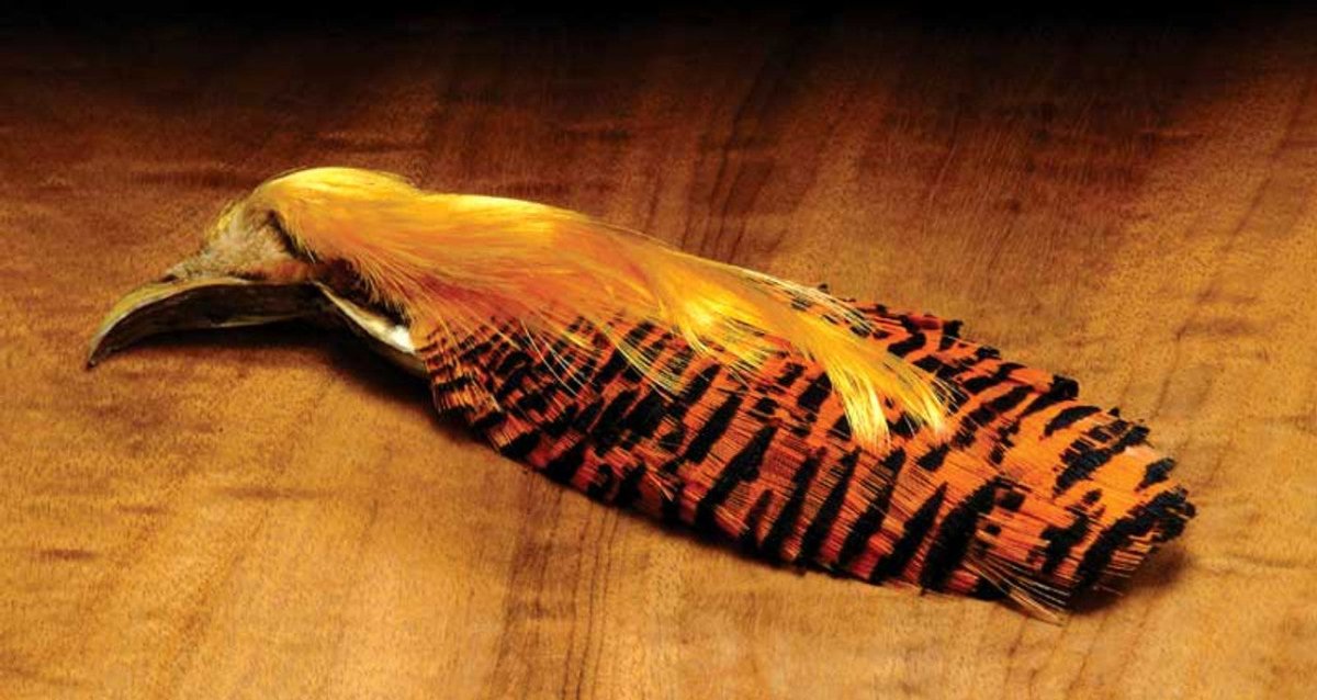 Wapsi - Complete Golden Pheasant Head - Feather Craft Fly Fishing