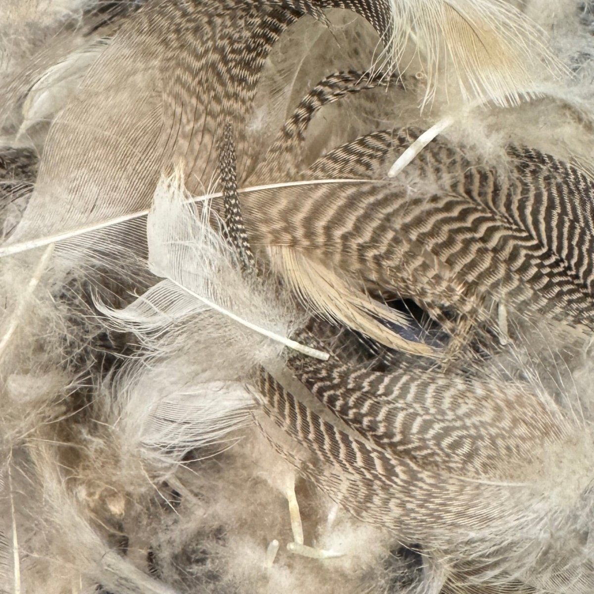 Wapsi - Dyed Mallard Flank - Feather Craft Fly Fishing