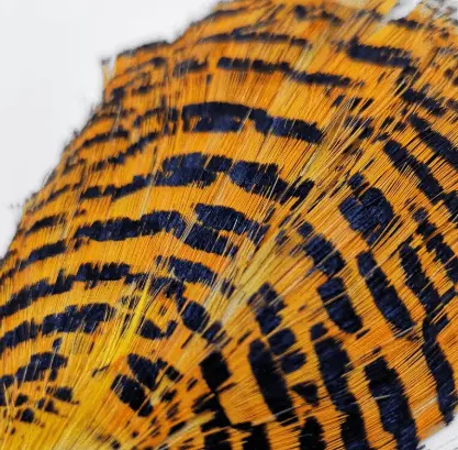 Golden Pheasant Tippet Section by Wapsi