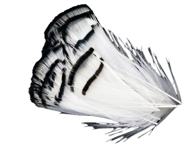 Lady Amherst Pheasant Tippets by Wapsi