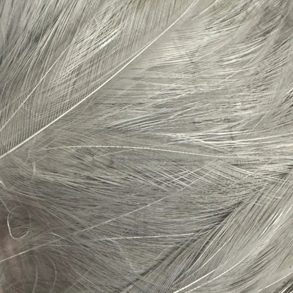 Saltwater Neck Hackle by Wapsi