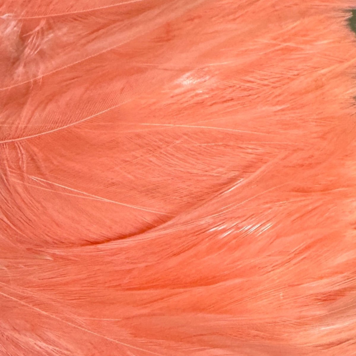 Wapsi - Saltwater Neck Hackle - Feather Craft Fly Fishing