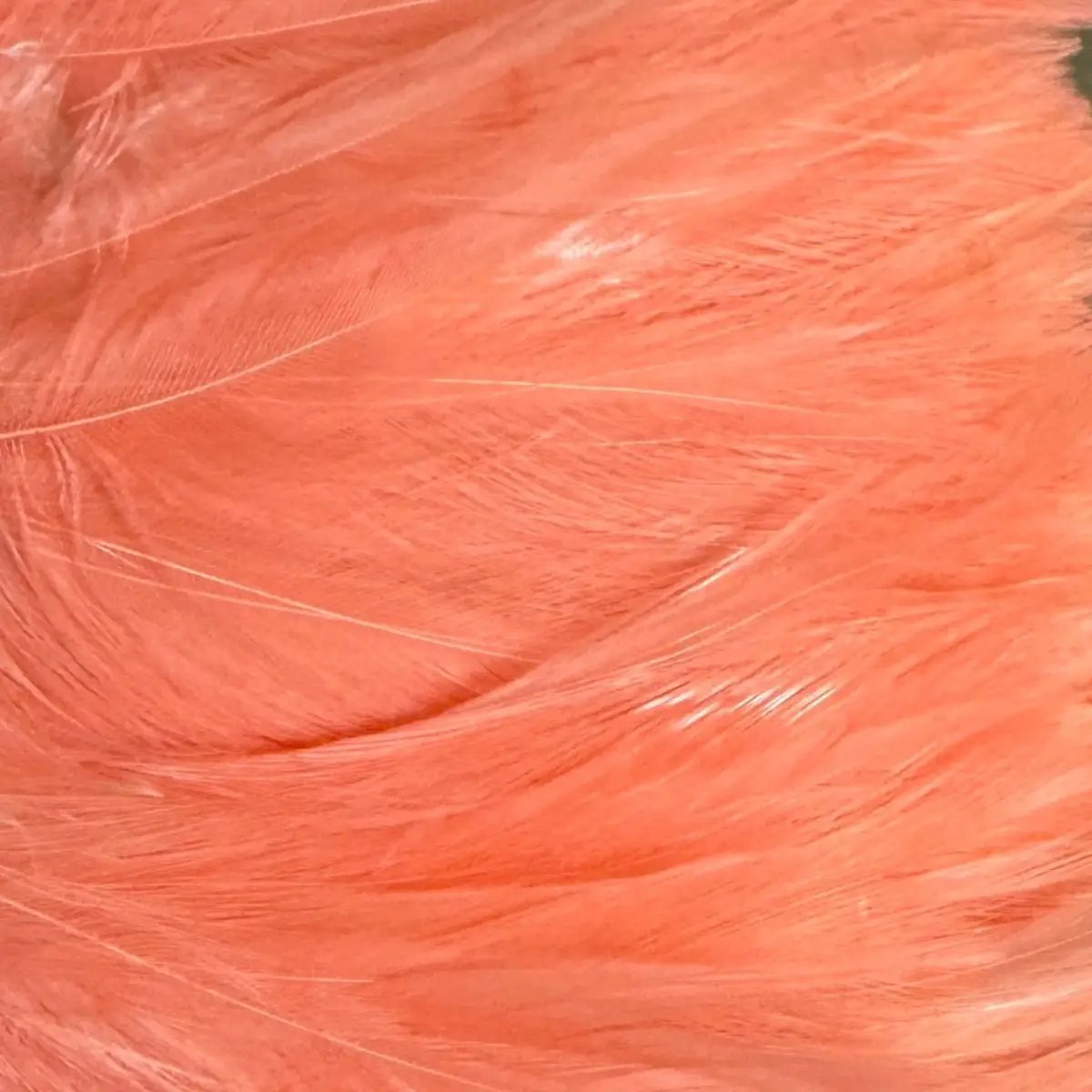 Saltwater Neck Hackle by Wapsi