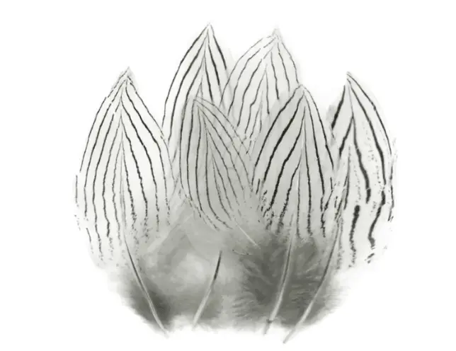 Silver Pheasant Body Feathers by Wapsi
