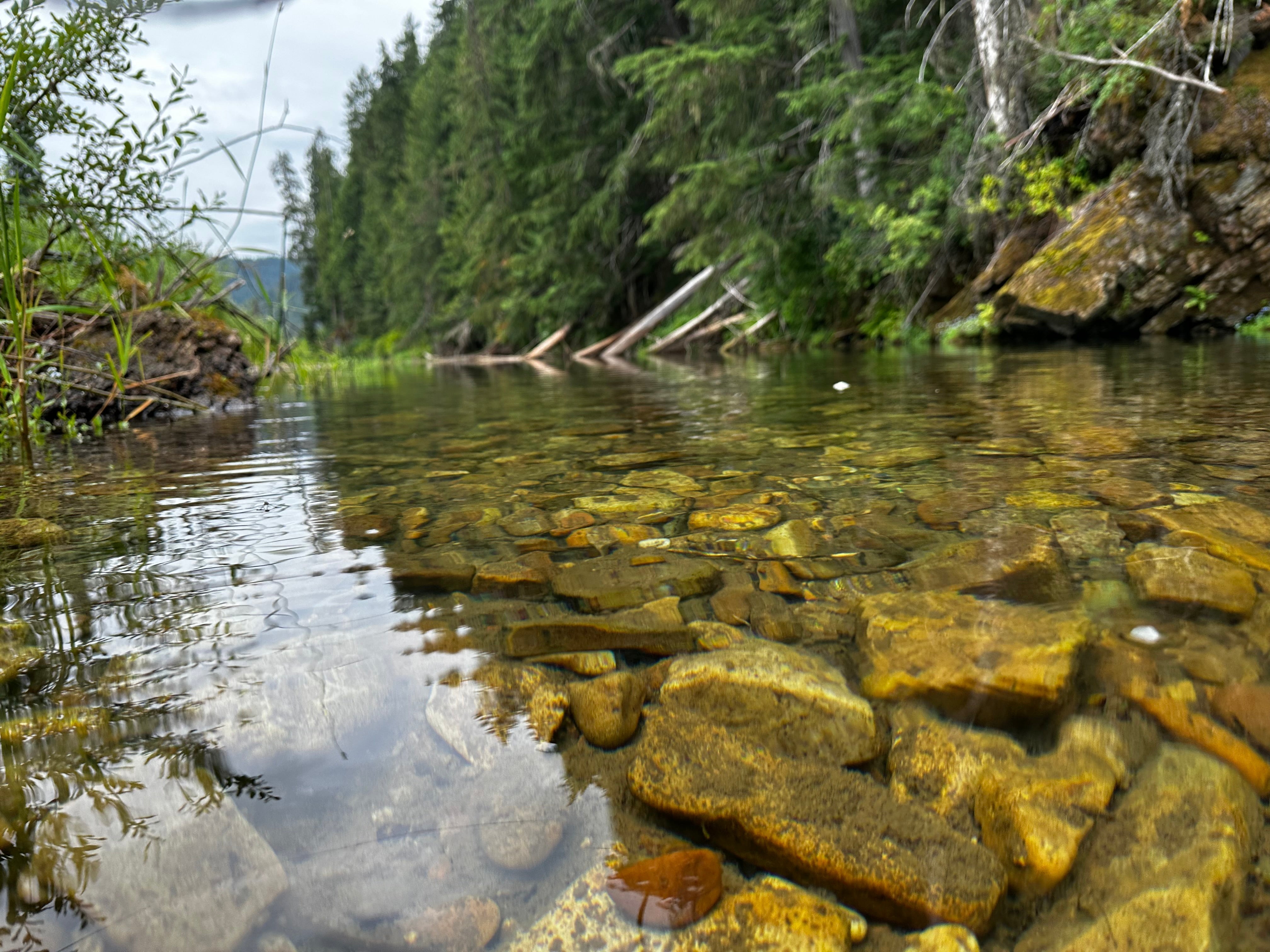 Summer Catch and Release: Trout Fishing