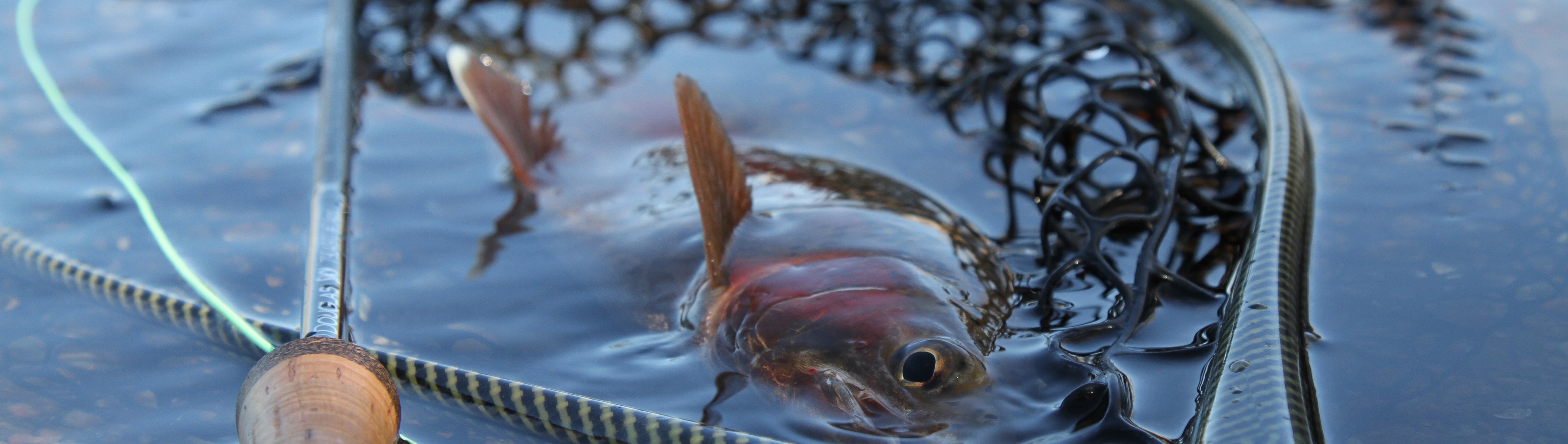 Tailwater Fly Fishing