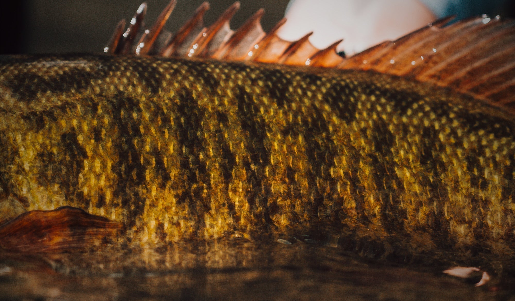 Smallmouth Bass: Pound-for-Pound Powerhouses of Freshwater Fishing