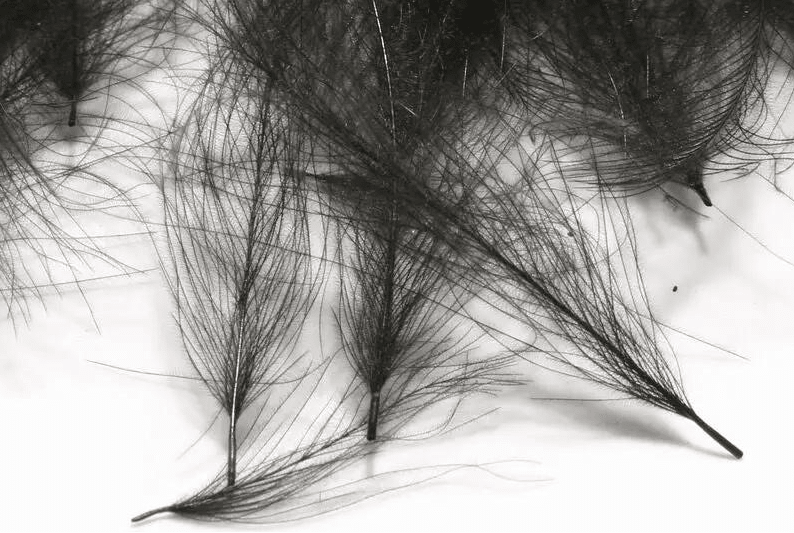 CDC Feathers: A fly tyer's guide to cul-de-canard - Feather Craft Fly Fishing