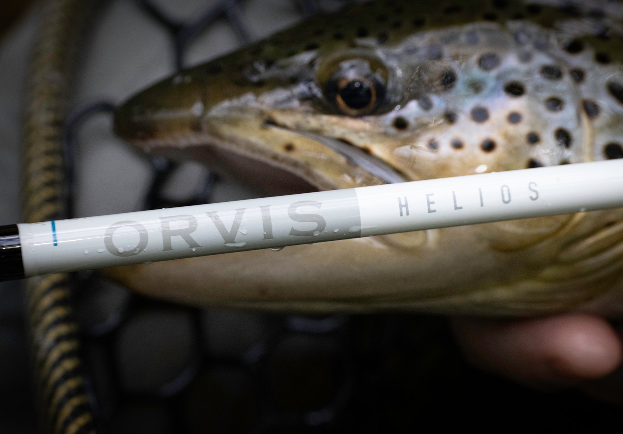 Hopper Season and the Parasitic Puppeteer: Spinochordodes tellinii - Feather Craft Fly Fishing