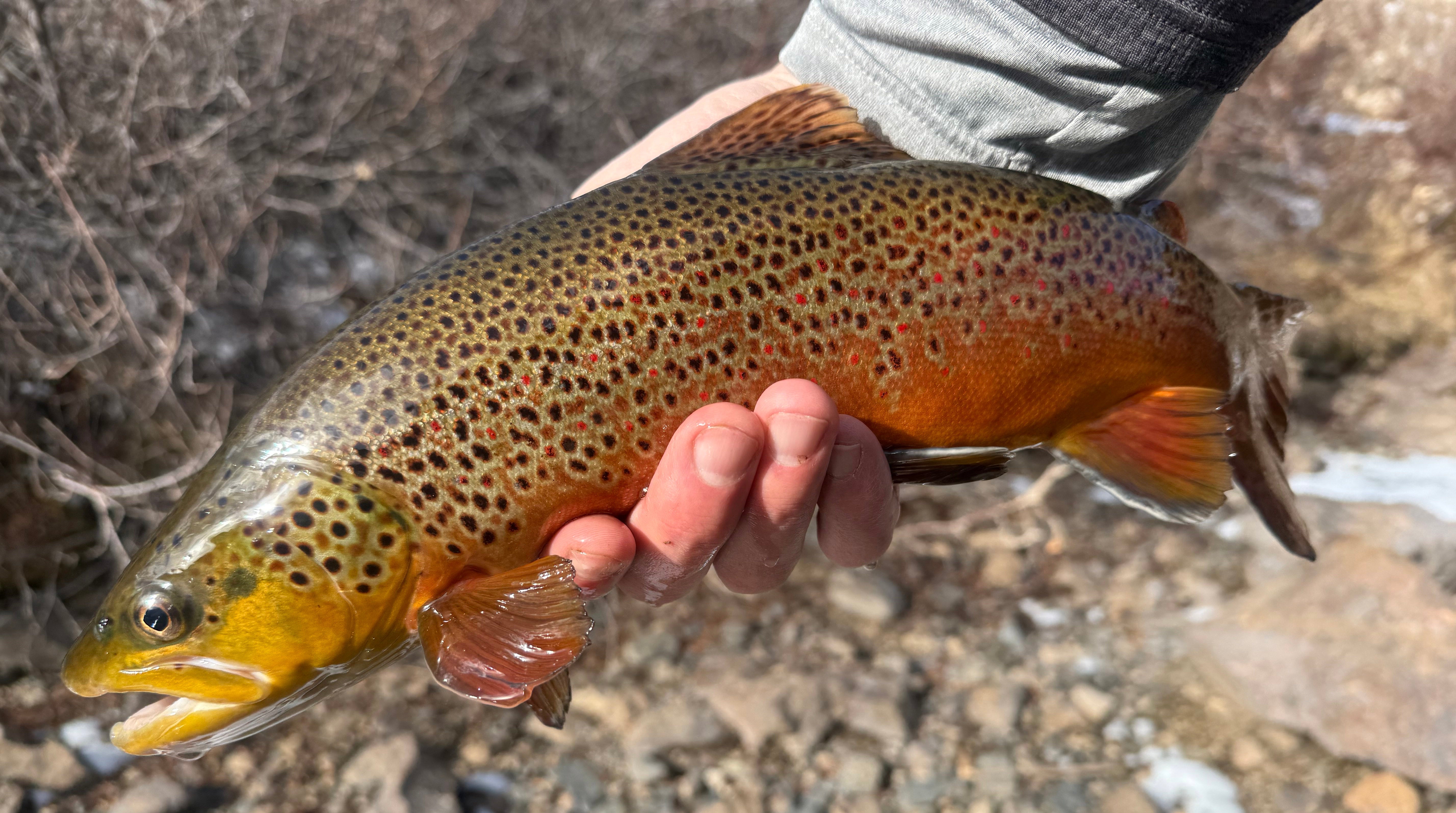 Winter Solitude on the Taylor River [Russ Davie] - Feather Craft Fly Fishing