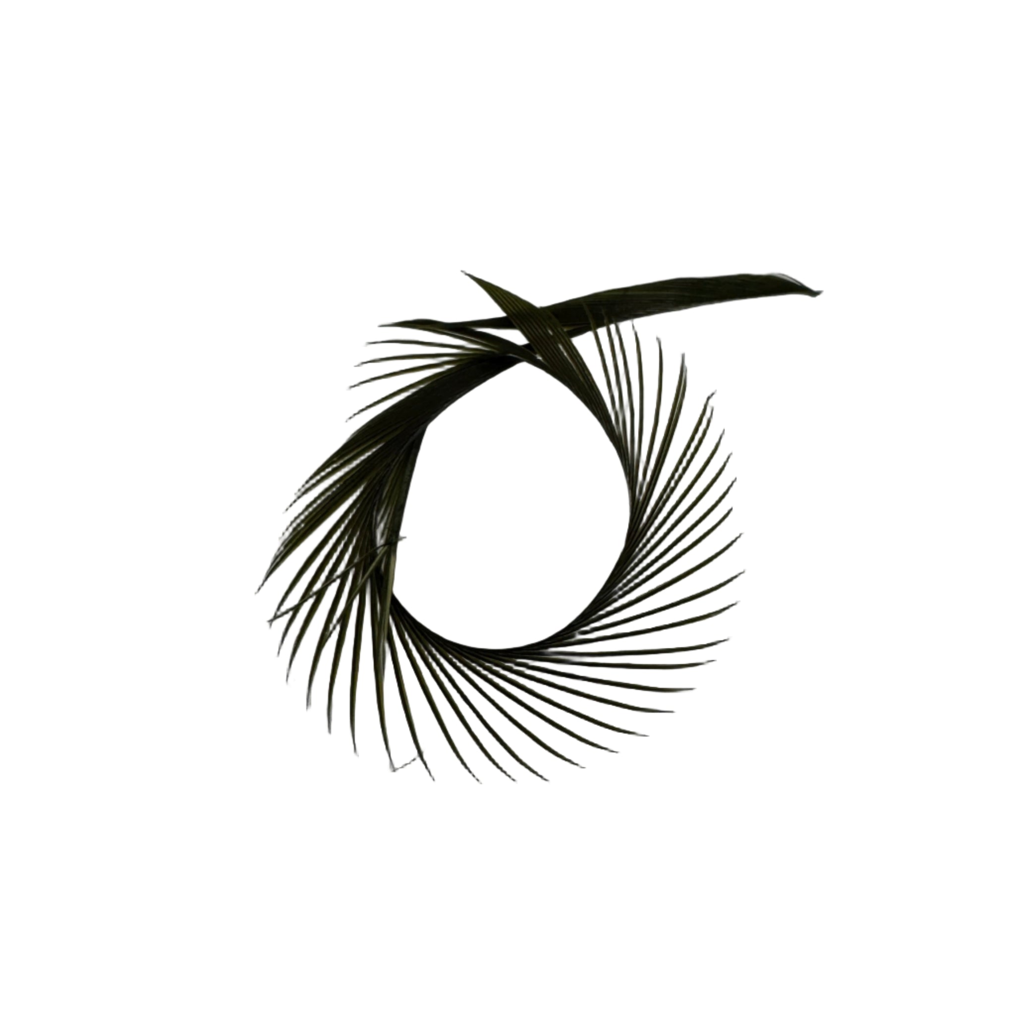 Blue Wing Olive Goose Biots for Fly Tying