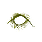 Caddis Green Goose Biots for Fly Tying