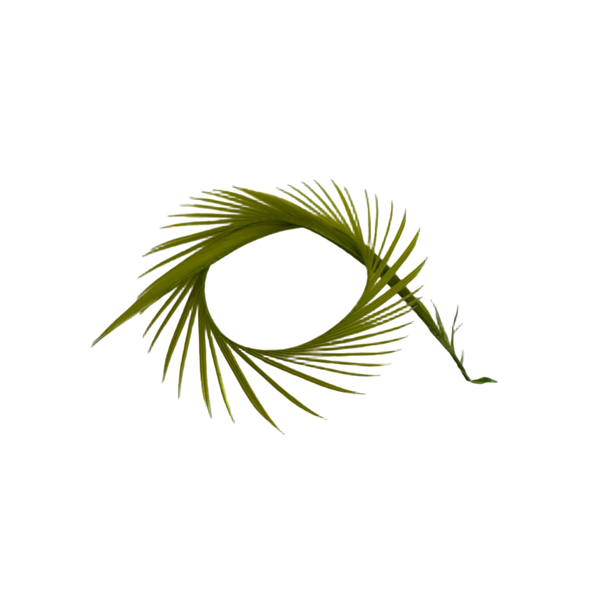 Caddis Green Goose Biots for Fly Tying