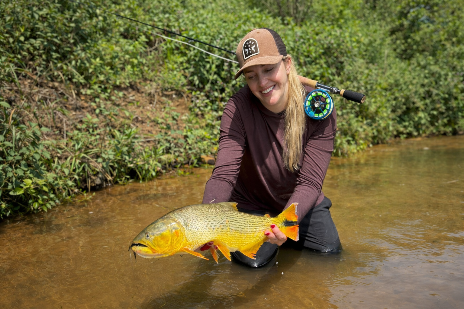 best fly reel for golden dorado Trout Animas 4/5 Golden Dorado Fly Fishing Equipment