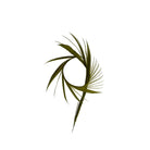 Light Olive Goose Biots for Fly Tying