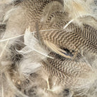 Natural Dyed Mallard Flank for Fly Tying