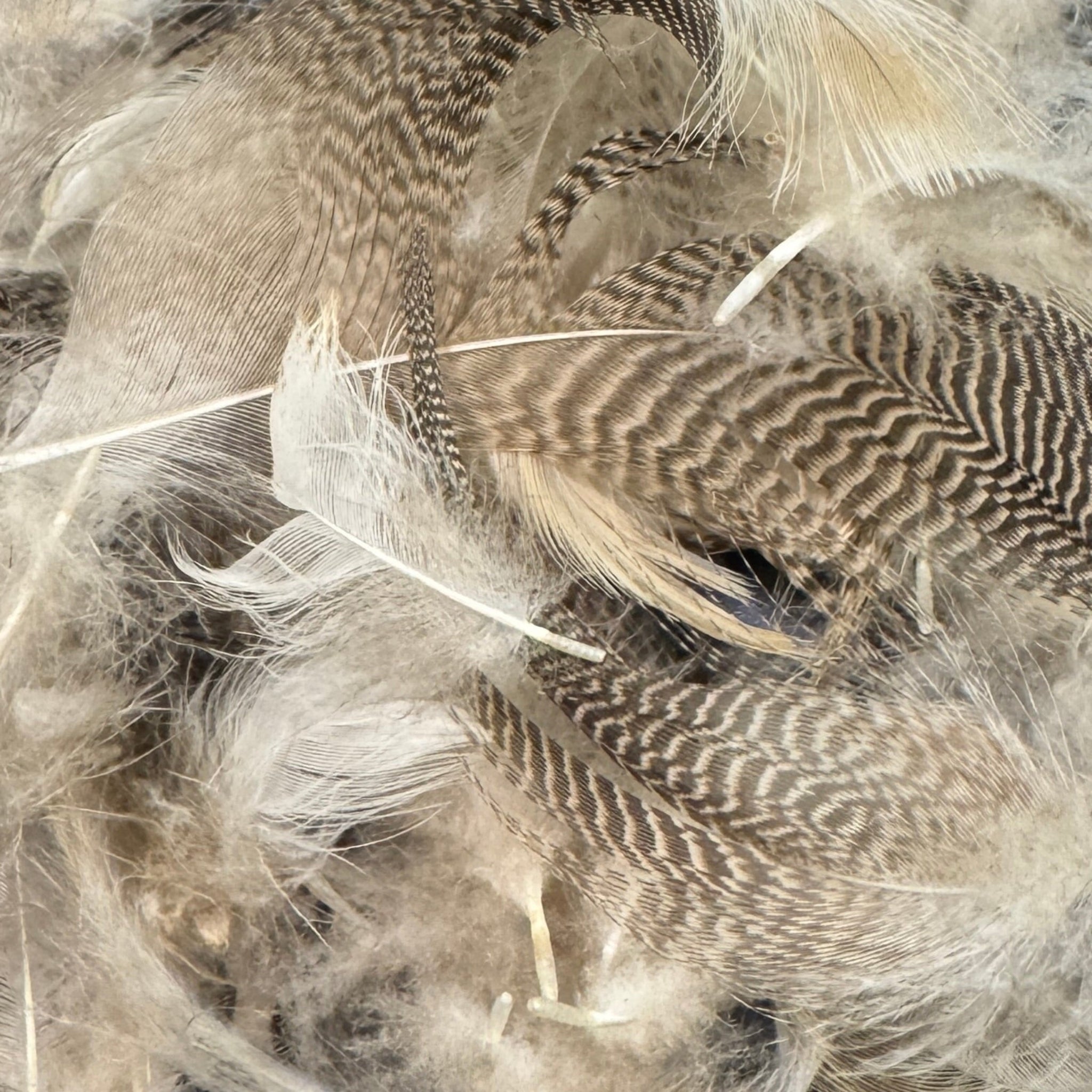 Natural Dyed Mallard Flank for Fly Tying