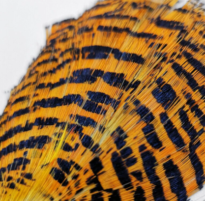 Golden Pheasant Tippet Section - Feather Craft Fly Fishing