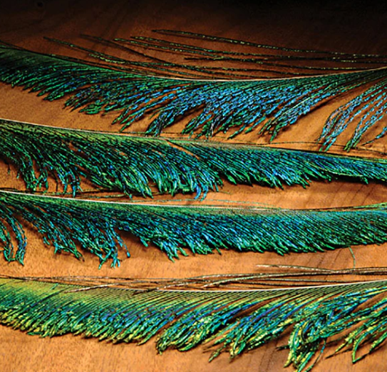 Peacock Swords - Feather Craft Fly Fishing