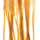 Whiting 100 Packs Medium Ginger